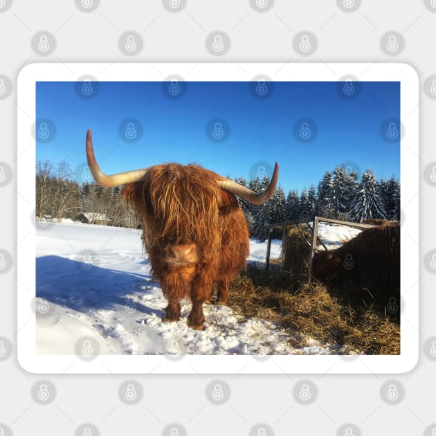 Scottish Highland Cattle Cow 1711 Sticker by SaarelaHighland